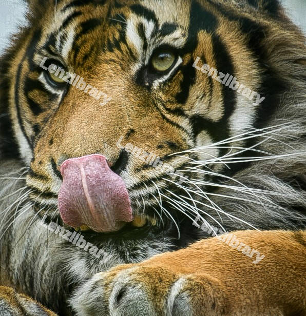Malayan Tiger